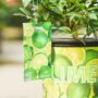 Key Lime Tree – Limequat – #3 Container